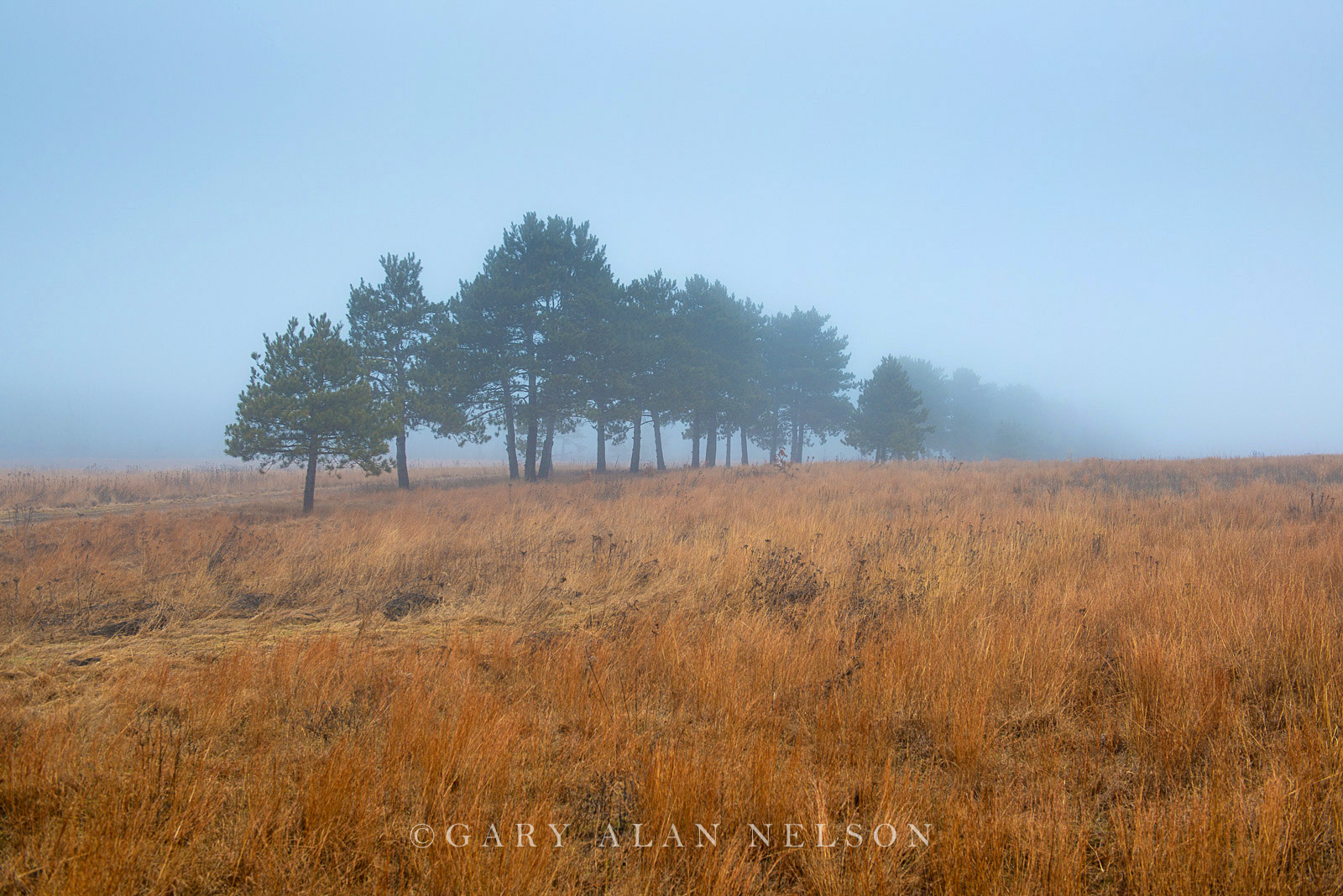 Prairie and pines in the fog, Wild River State Park, Minnesota