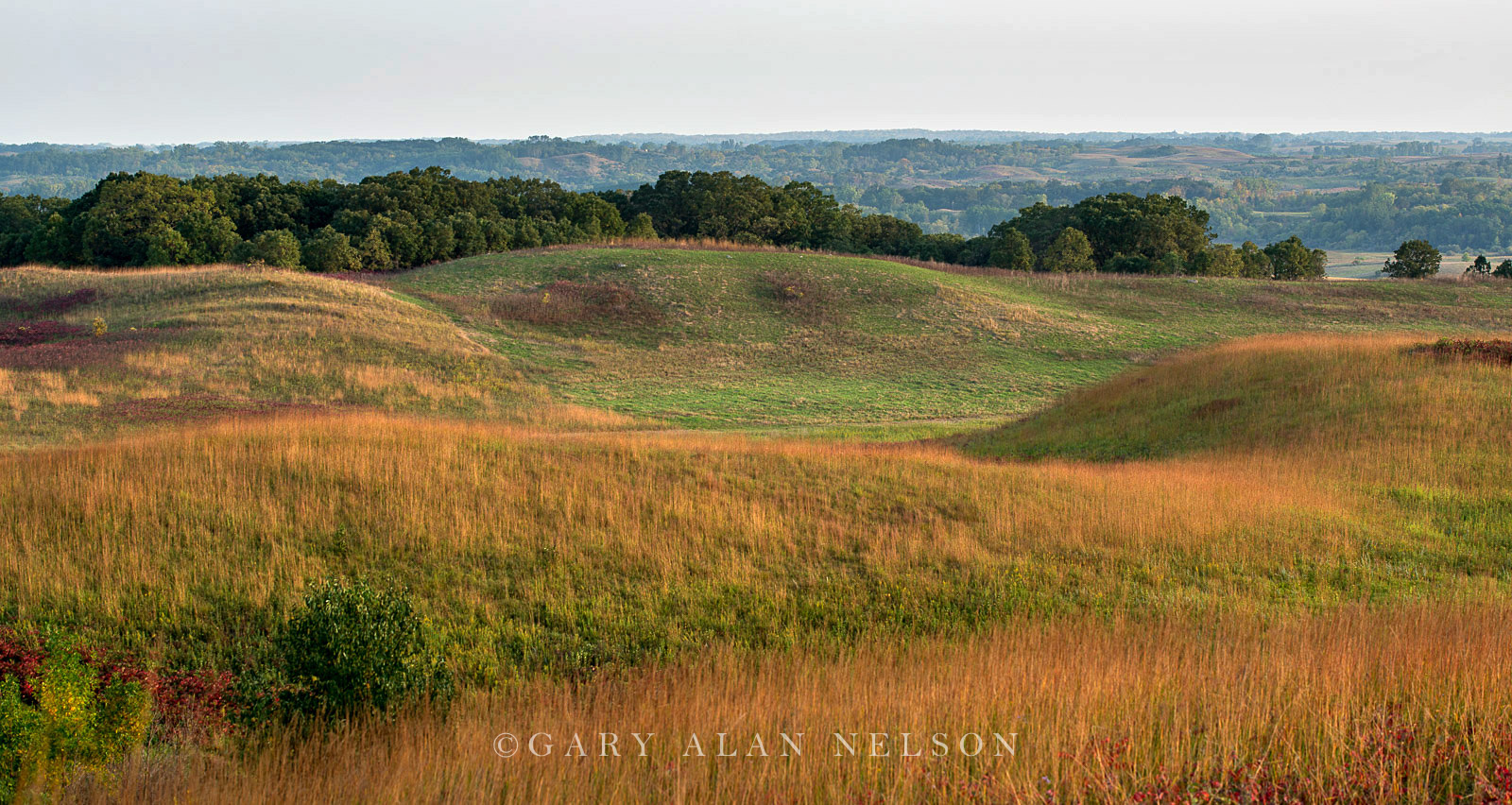 Glacial moraine and prairie grasses at the Nature Conservancy's Ordway Prairie, south central Minnesota