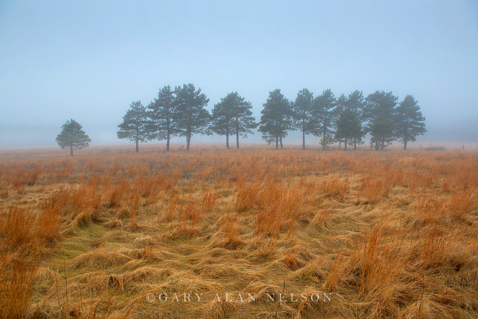 Prairie and pines in the fog, Wild River State Park, Minnesota