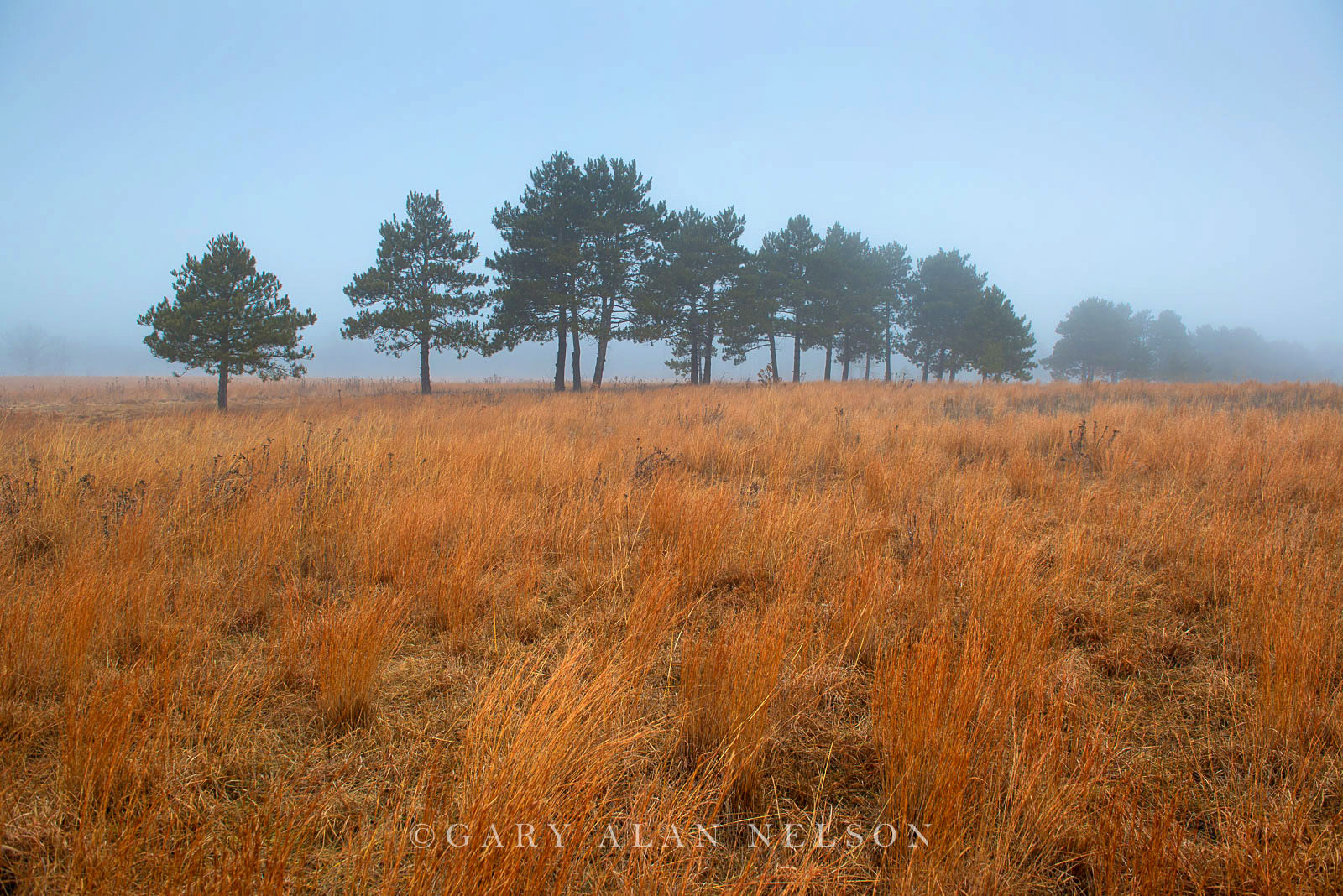 Prairie and pines in the fog, Wild River State Park, Minnesota