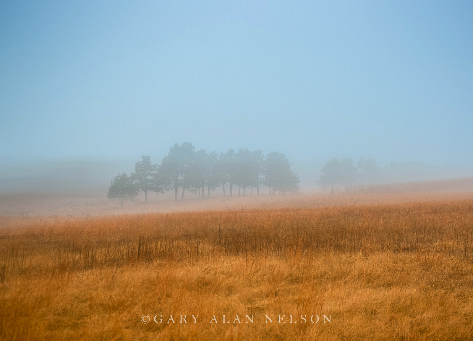 Prairie and pines in the fog, Wild River State Park, Minnesota