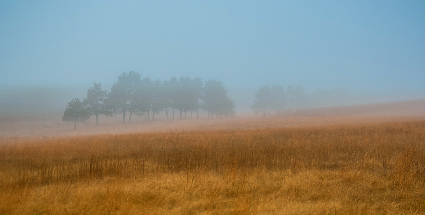 Prairie and pines in the fog, Wild River State Park, Minnesota