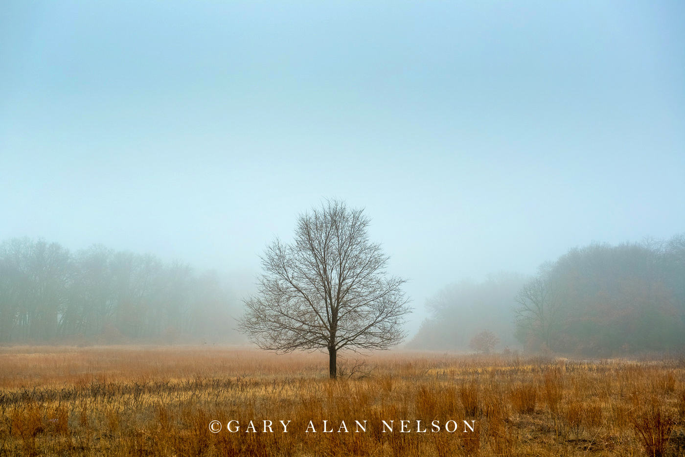 Prairie and oak in the fog, Wild River State Park, Minnesota