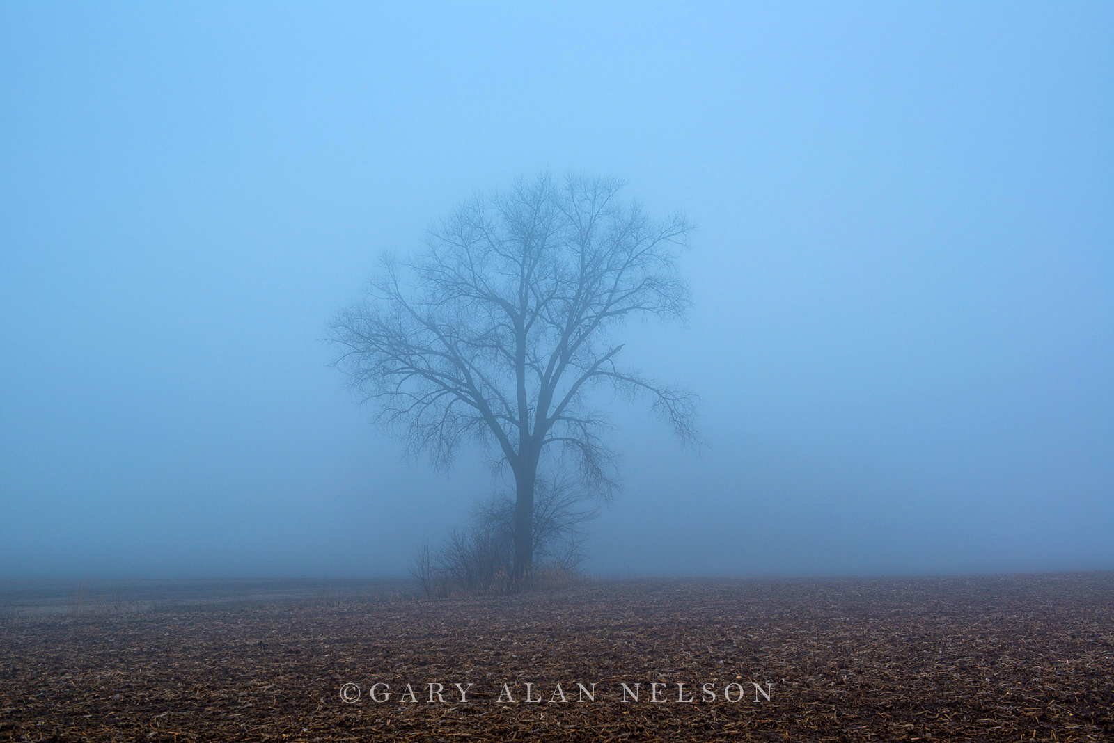 Oak outstanding in fog, Chisago County, Minnesota