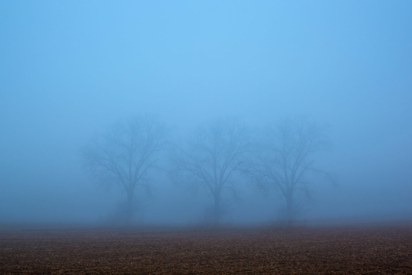 Oak trees outstanding in fog, Chisago County, Minnesota