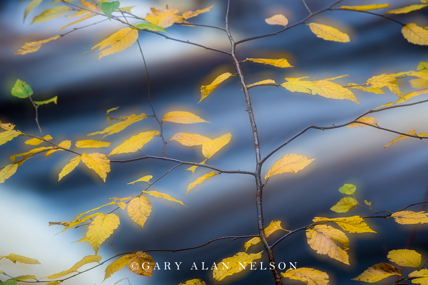 Birch leaves over the Cascade River, Cascade River State Park, Minnesota