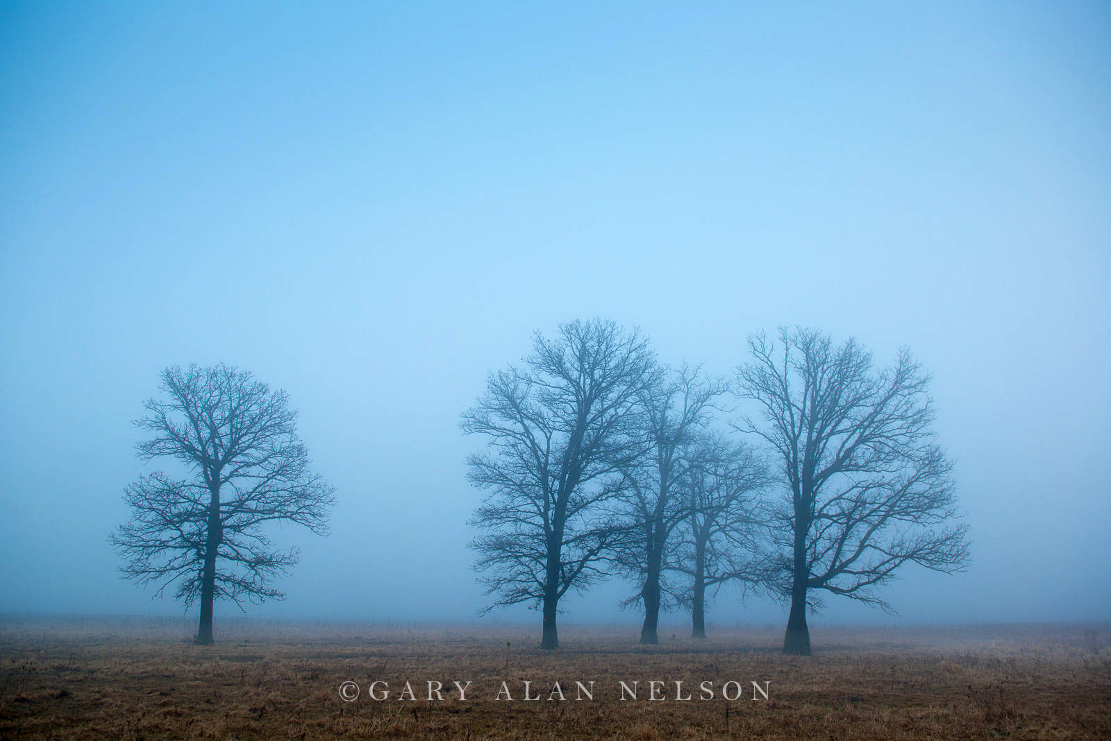 Oak trees outstanding in fog, Chisago County, Minnesota