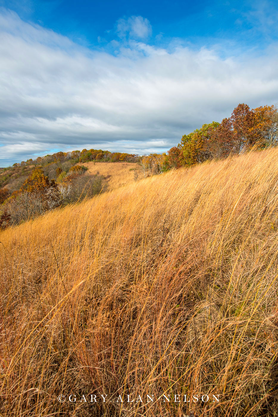 Goat prairie in the driftless area in autumn, Great River Bluffs State Park, Minnesota