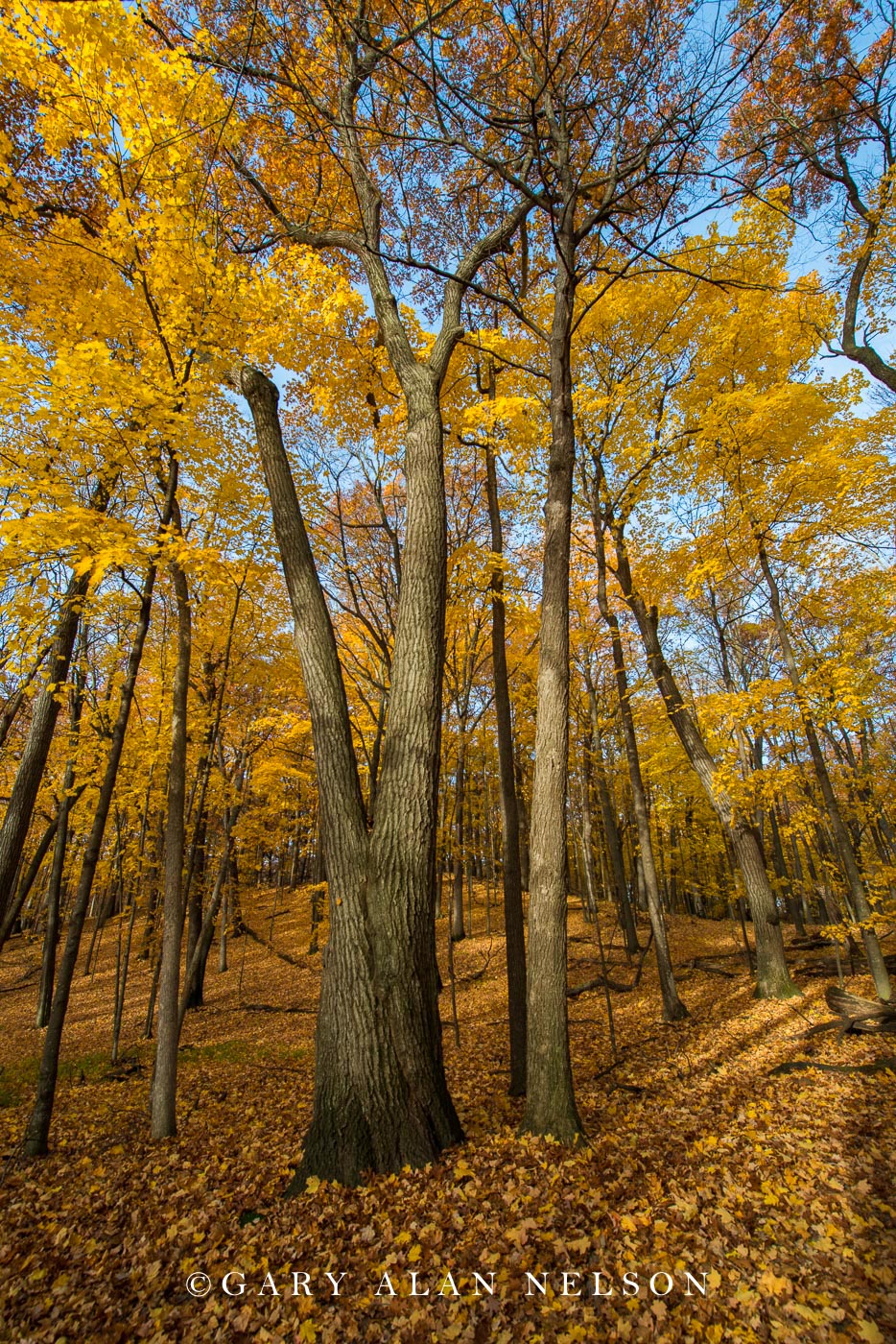 Autumn forest at Lake Maria State Park, Minnesota