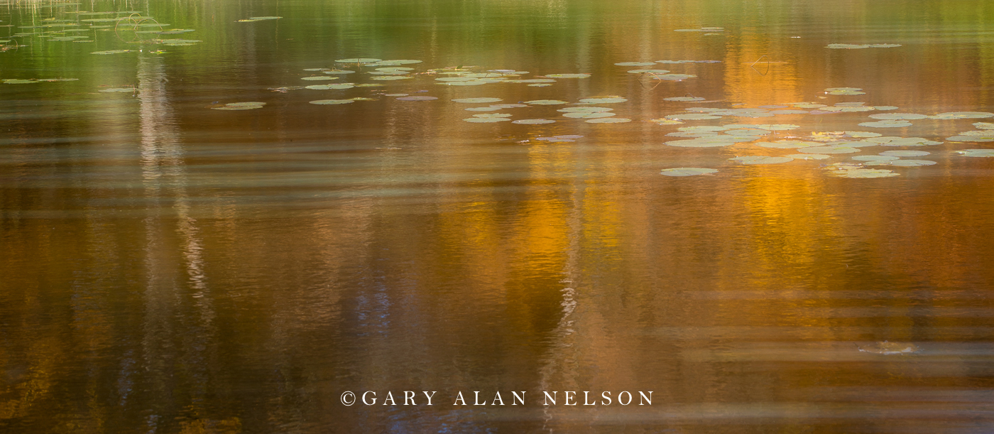 Lily pads and autumn reflections in pond at Lake Maria State Park, Minnesota