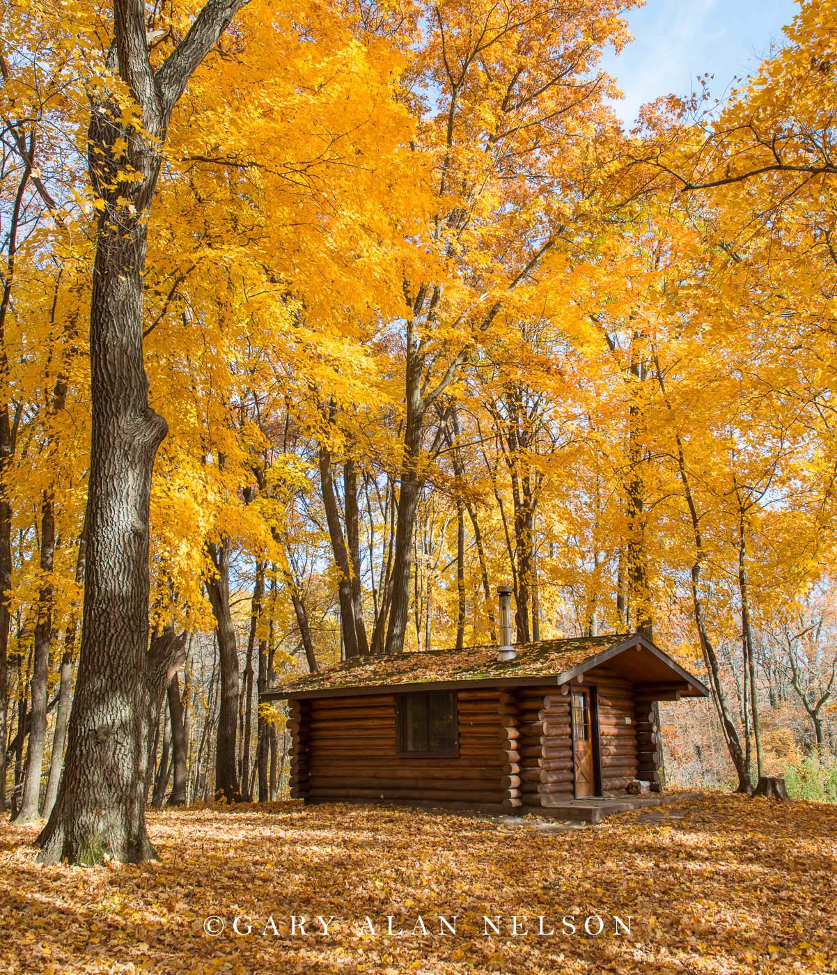 Log cabin in the thros of autumn, Lake Maria State Park, Minnesota