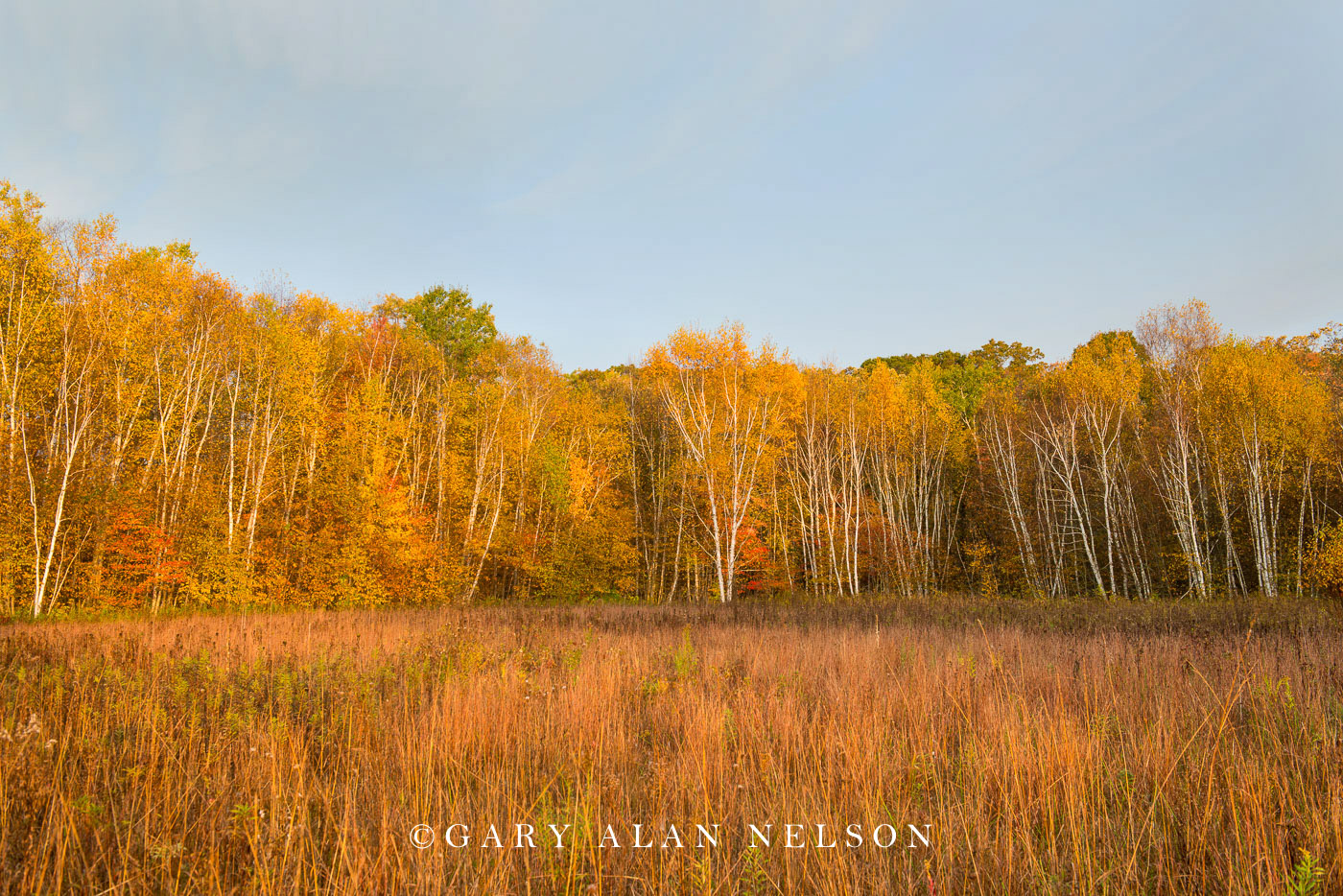 Woods and prairie in autumn near the St. Croix River, Wild River State Park, Minnesota
