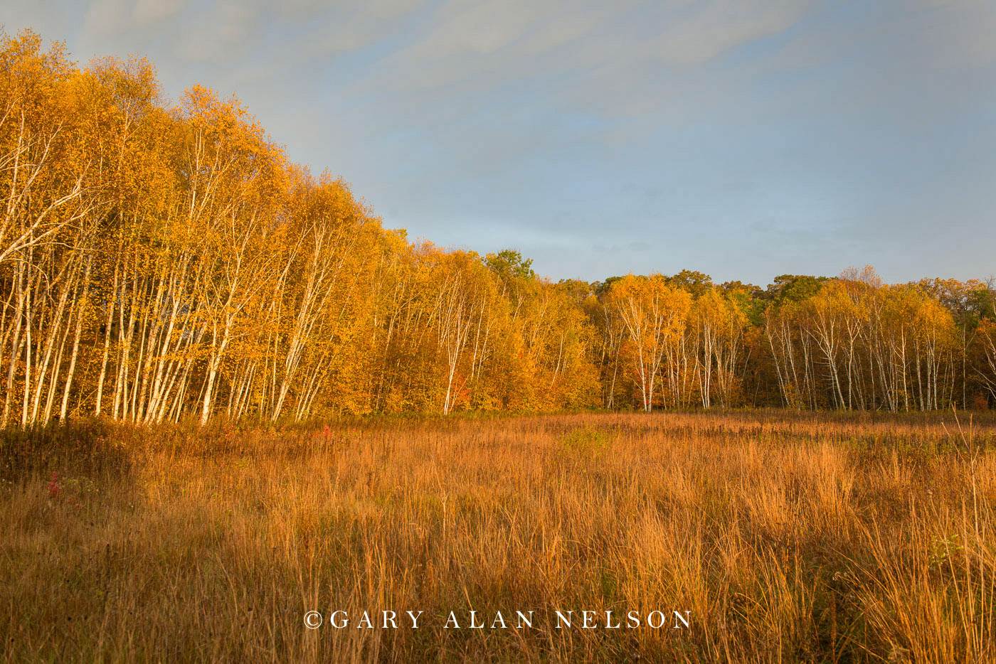 Woods and prairie in autumn near the St. Croix River, Wild River State Park, Minnesota