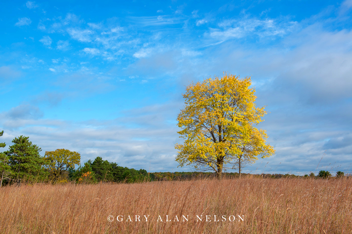 Lone tree on the prairie, Wild River State Park, St. Croix River Valley, Minnesota