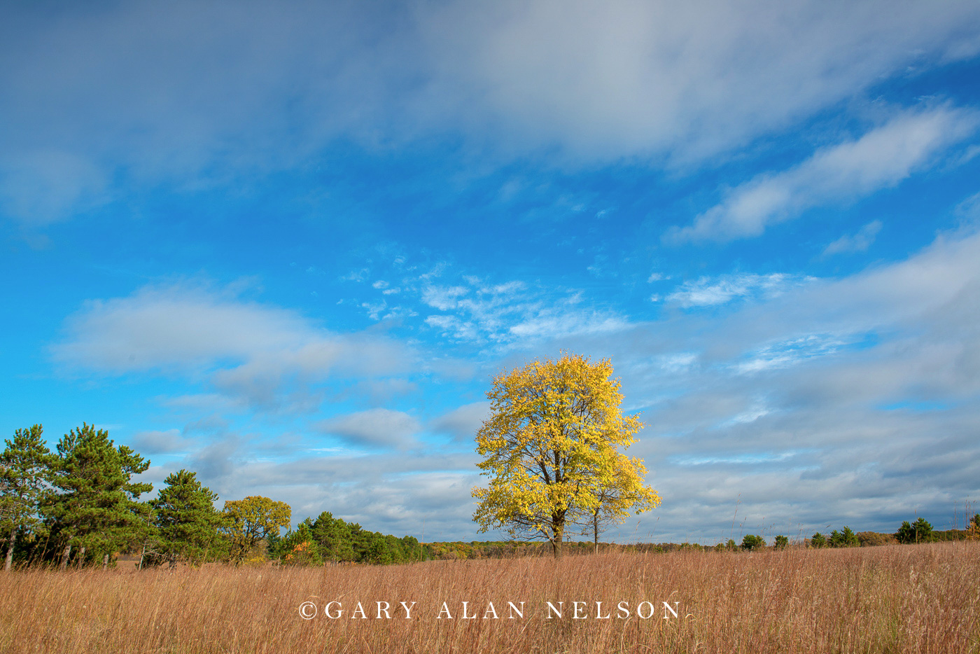 Lone tree on the prairie, Wild River State Park, St. Croix River Valley, Minnesota