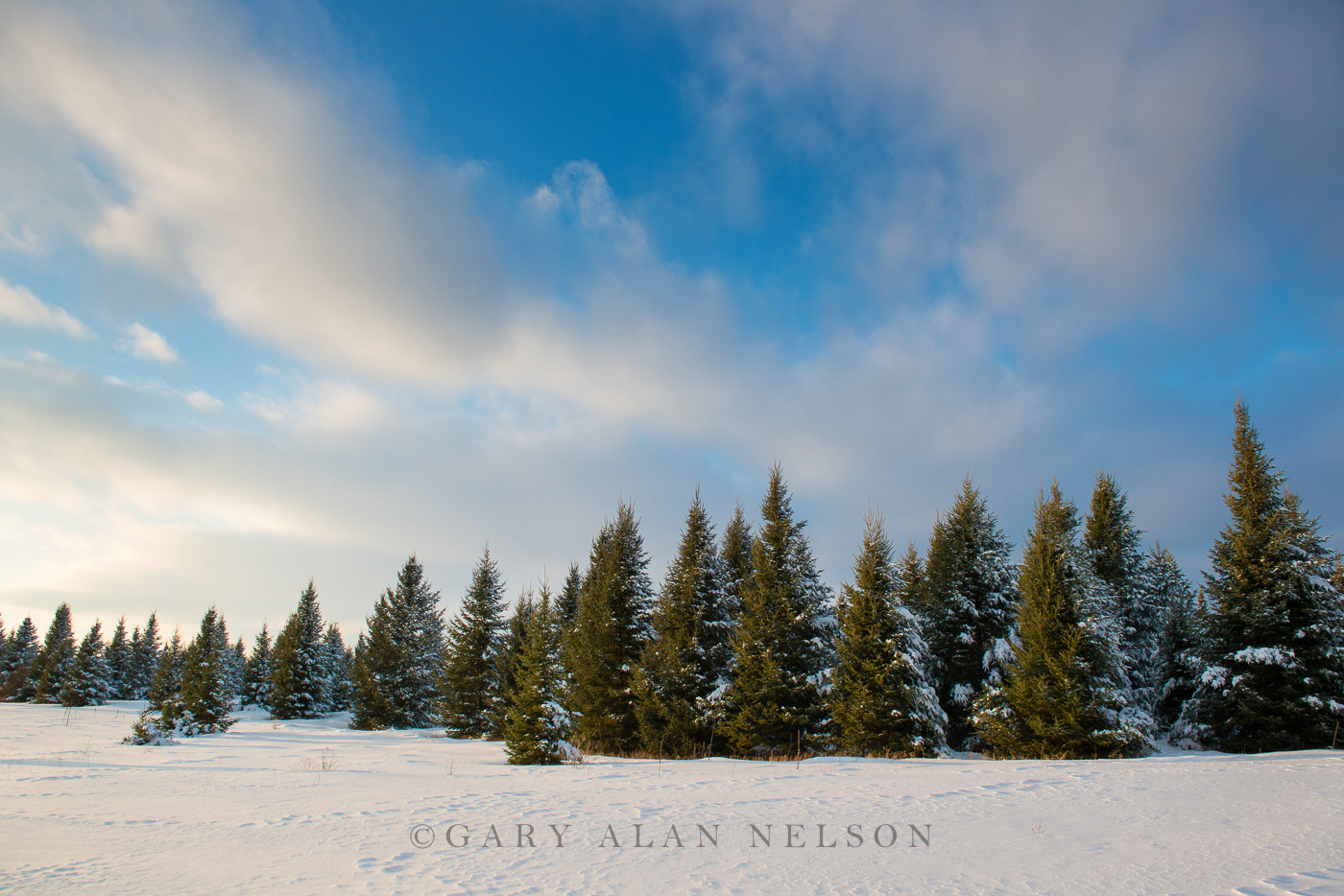 Pine trees covered in fresh snow, St. Croix River Valley, Minnesota