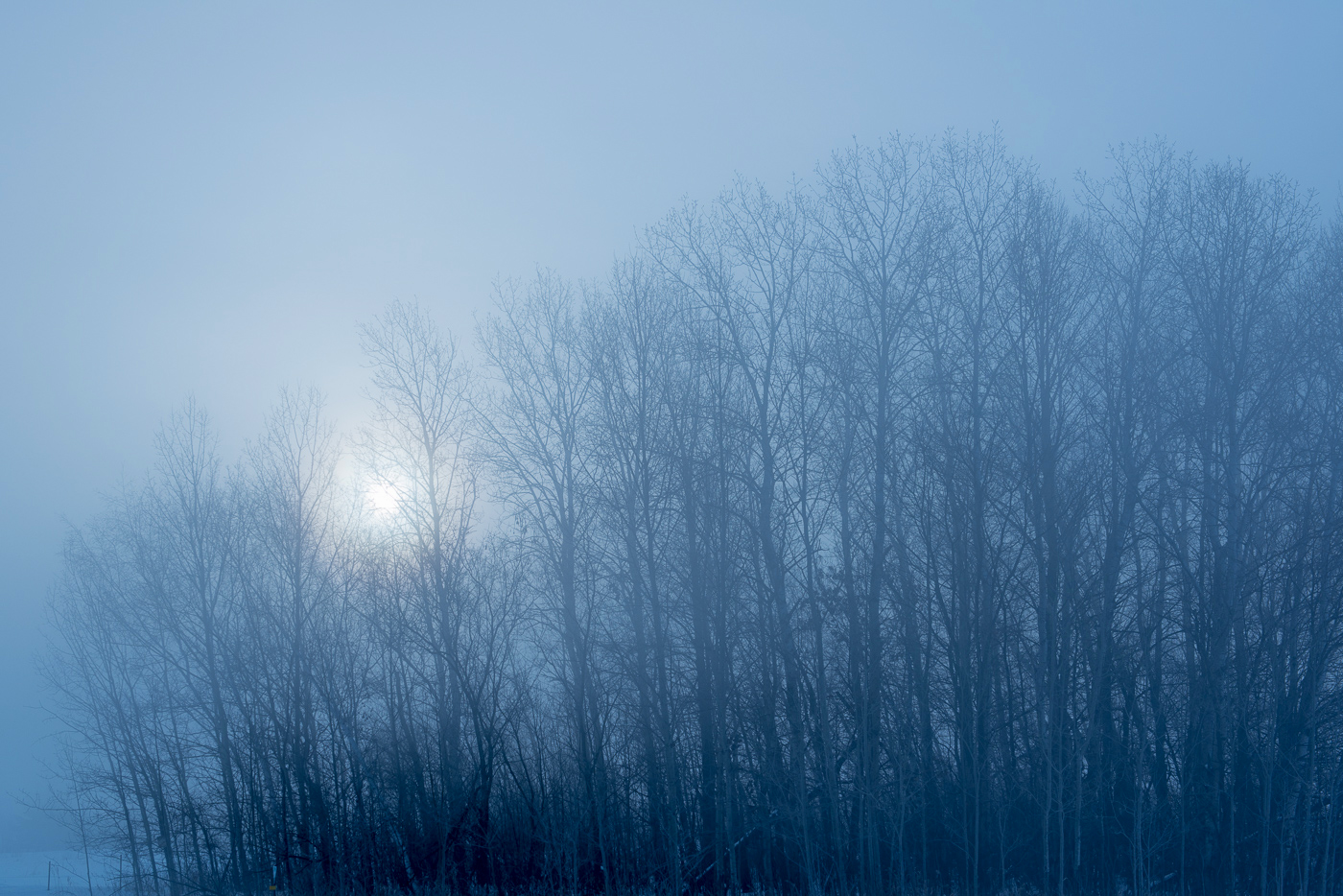 Fog and rising sun over forest, Chisago County, Minnesota