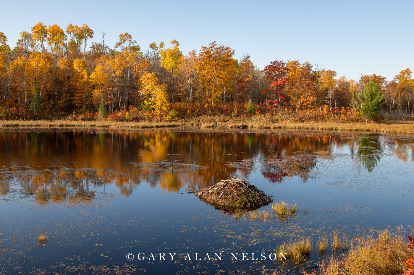 Autumn colors around a beaver pond, Savannah Portage State Park, Minnesota