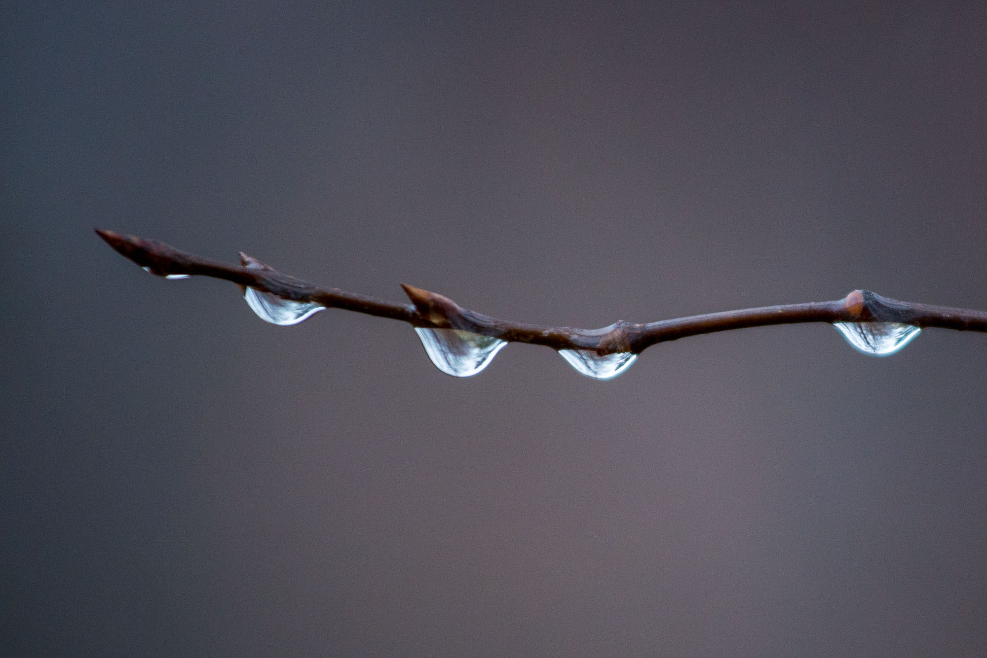 Rain drops on tree branch, Lindstrom, Minnesota