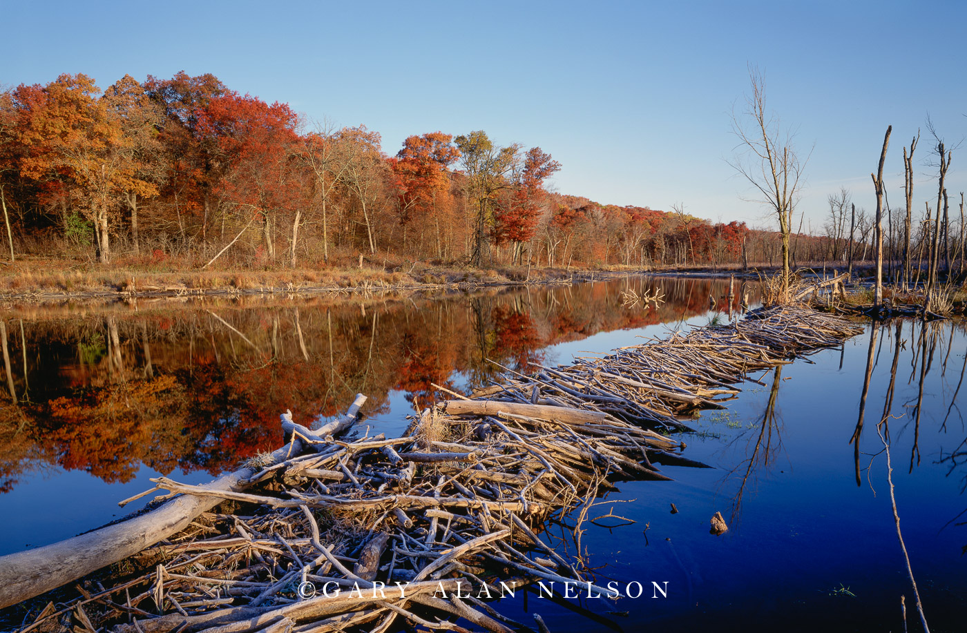 Beaver dam on the St. Croix National Scenic River, Minnesota, Wisconsin