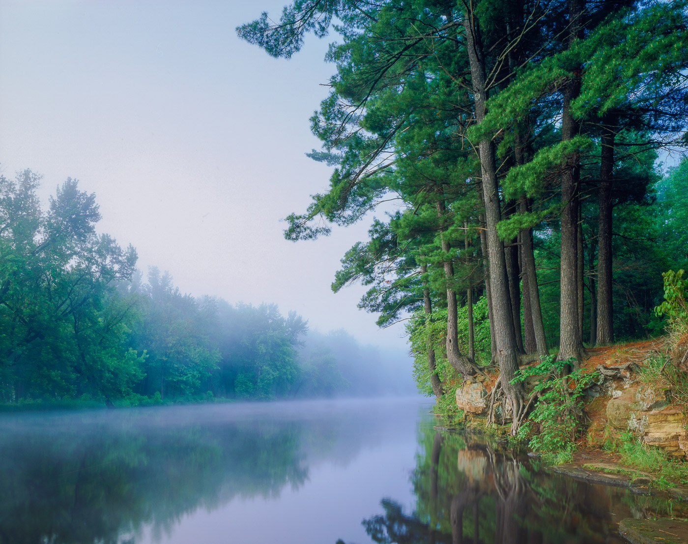 White Pines and fog towering over the St. Croix National Scenic River, Minnesota, Wisconsin