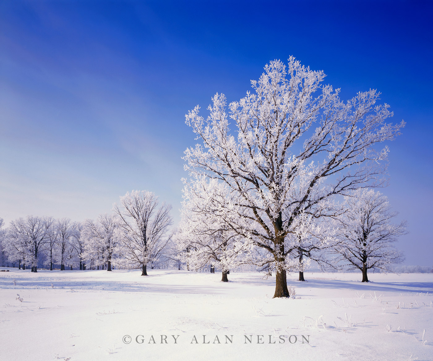 Hoar Frost and Oaks Pine County, Minnesota Gary Alan Nelson Photography