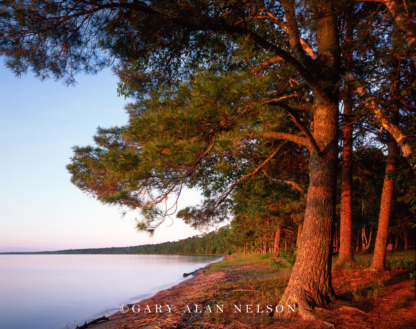 White Pines over Cass Lake Chippewa National Forest, Minnesota Gary Alan Nelson Photography