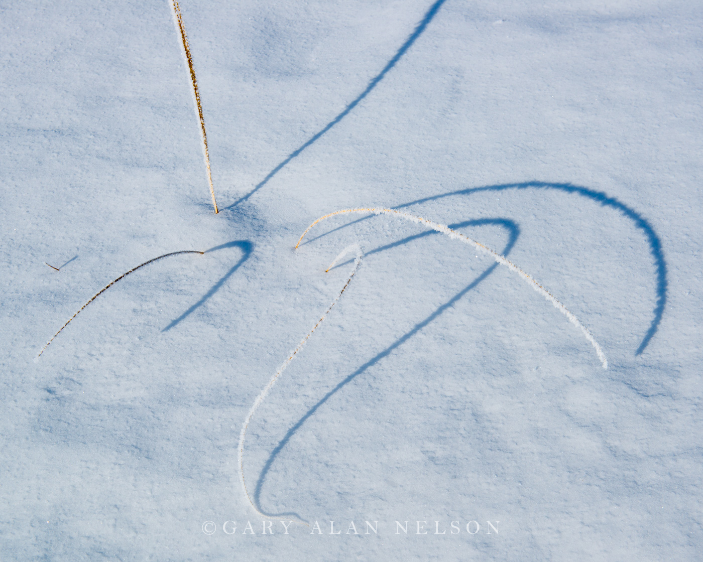 Hoar frost covered grasses and shadows, the Plover Prairie, Nature Conservancy, Minnesota