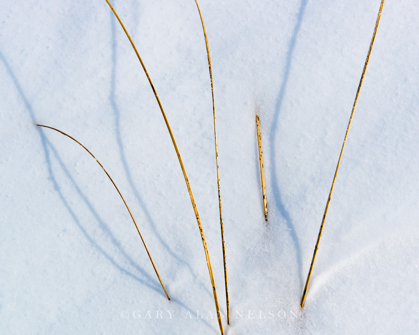 Hoar frost covered grasses, the Plover Prairie, Nature Conservancy, Minnesota