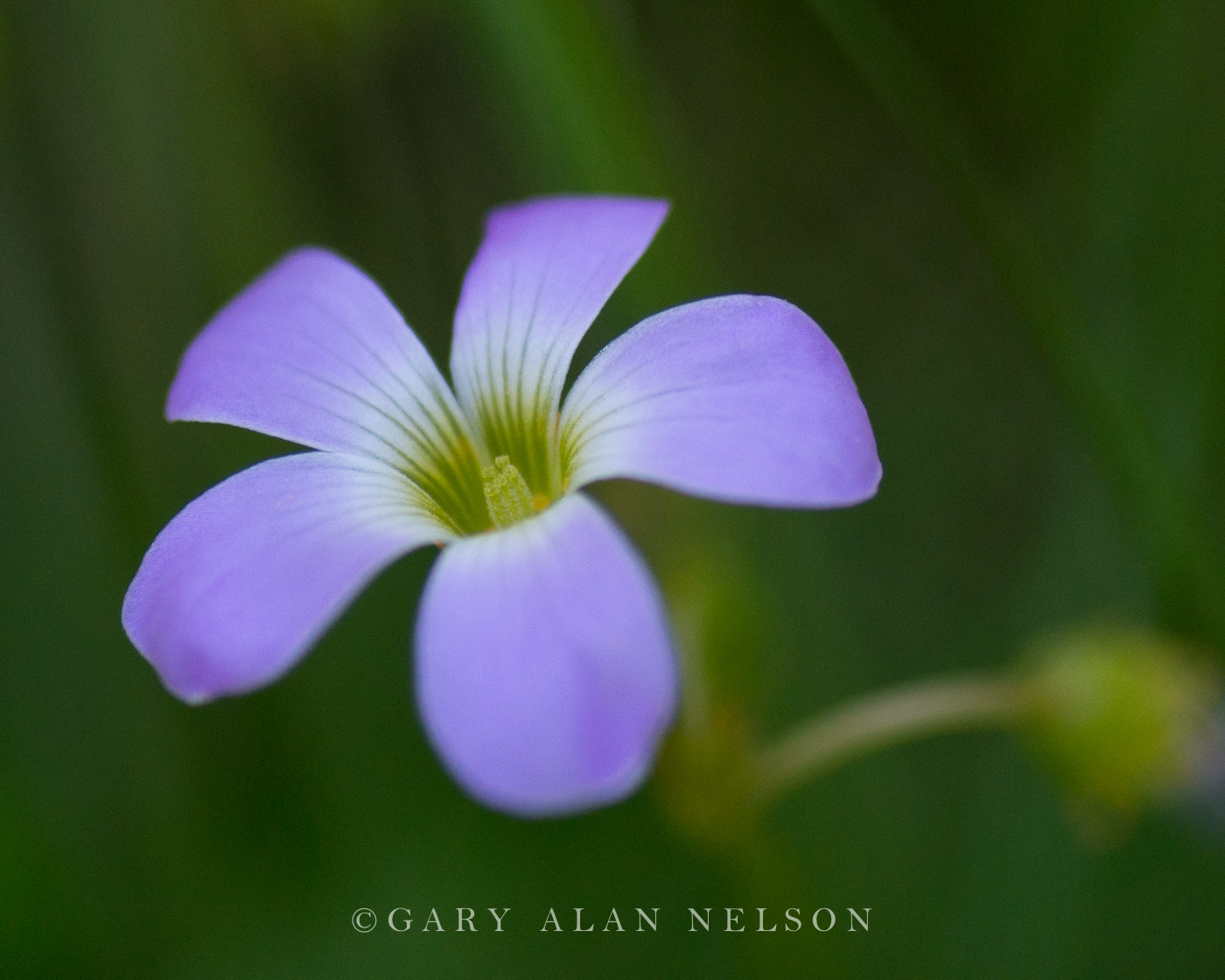 Oxalis violacea (violet wood-sorrel), Prairie Marshes Wildlife Management Area, Minnesota