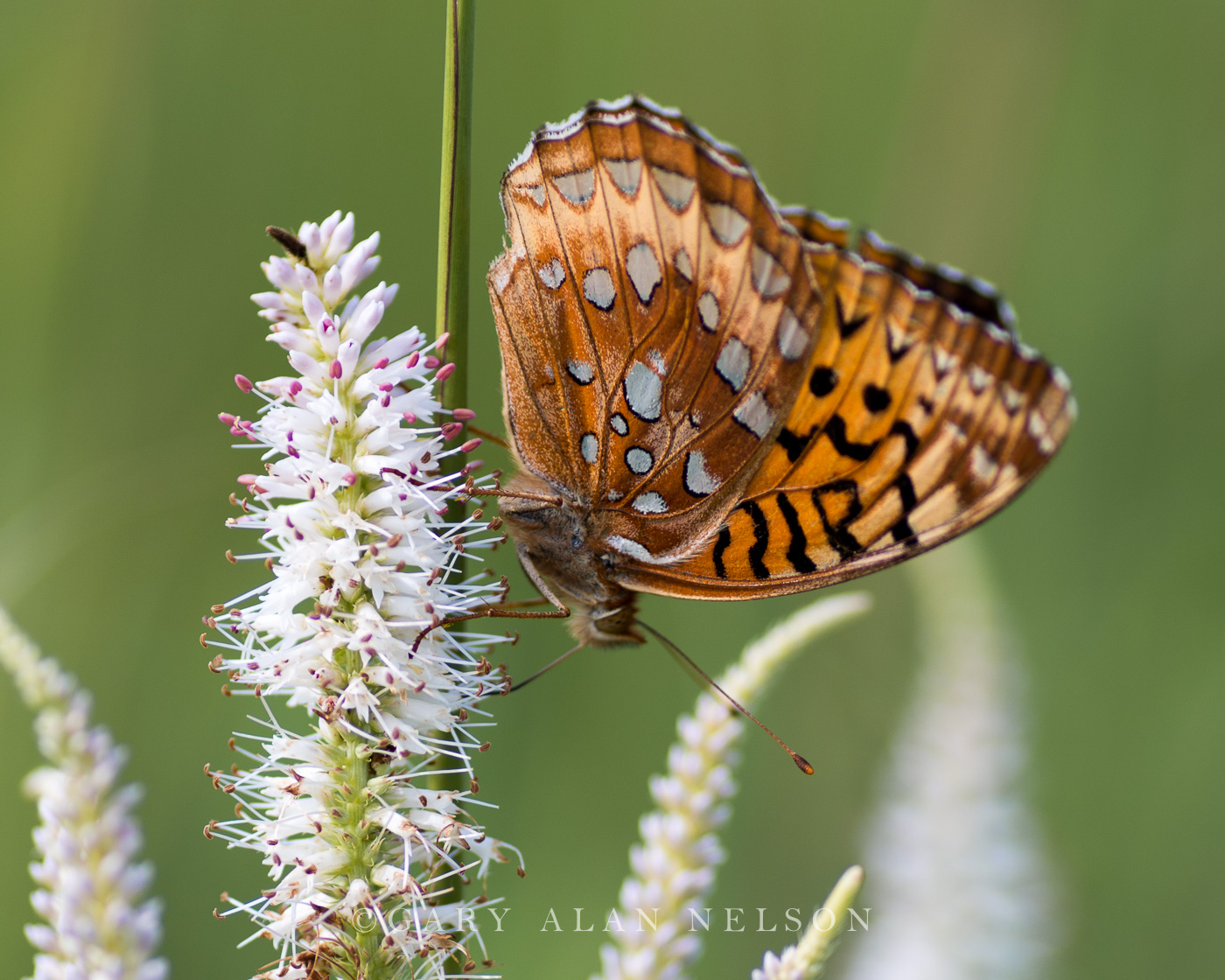 Great spangled (Speyeria cybele) butterflyon Veronicastrum virginicum (Culver&rsquo;s root), Twin Valley Prairie Scientific and...