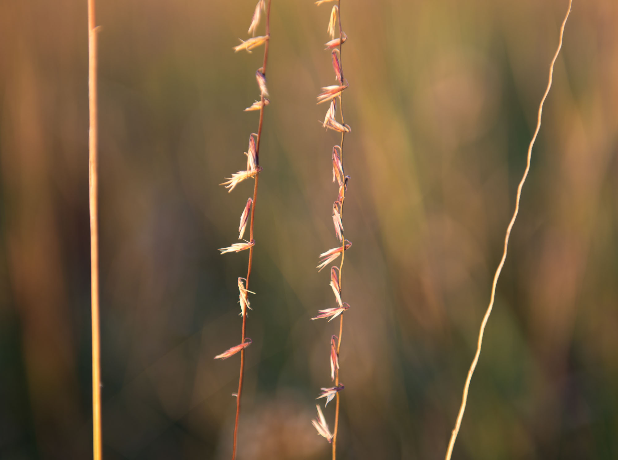 Bouteloua curtipendula (sideoats grama) on the Expandere Wildlife Management Area, Minnesota