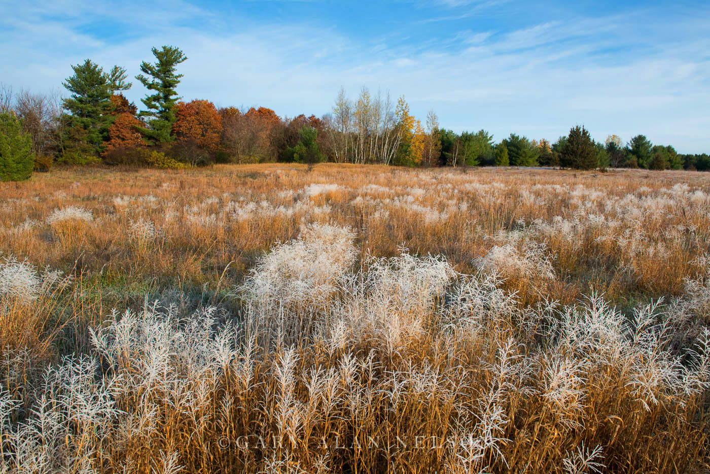 Hoar frost covering prairie grasses, Carlos Avery Wildlife Management Area, Minnesota