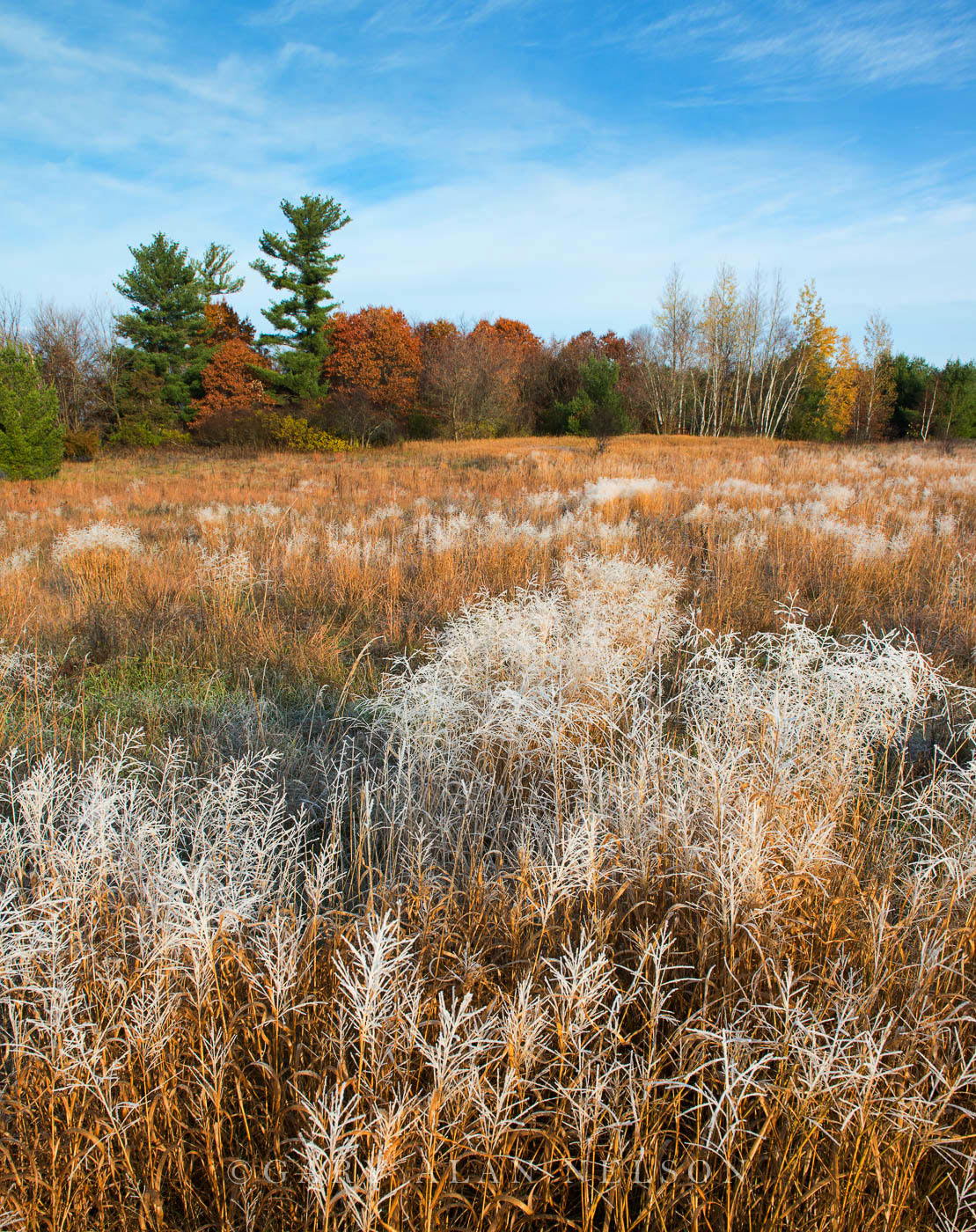 Hoar frost covering prairie grasses, Carlos Avery Wildlife Management Area, Minnesota