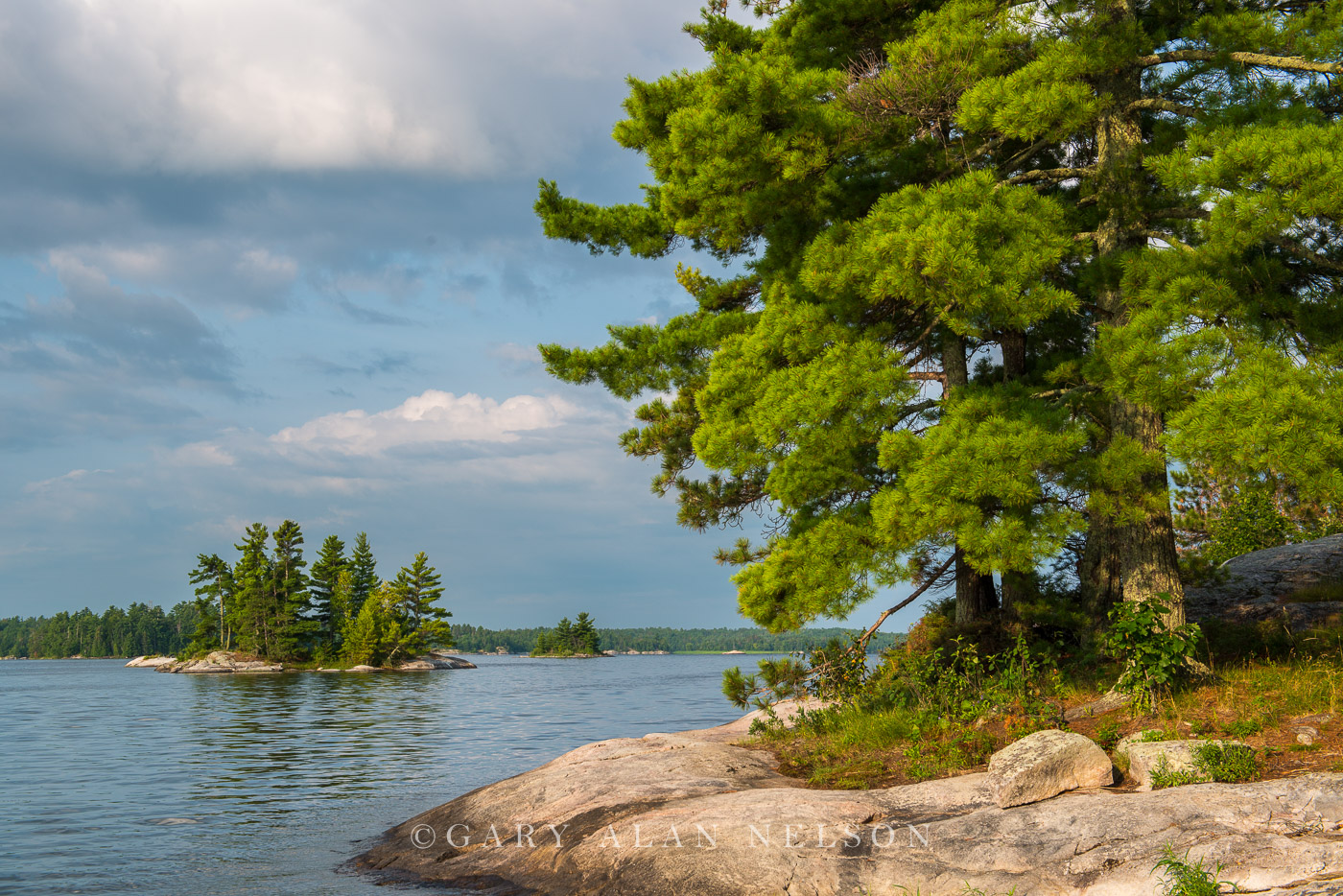 Islands and white pines in Voyageurs National Park, Minnesota