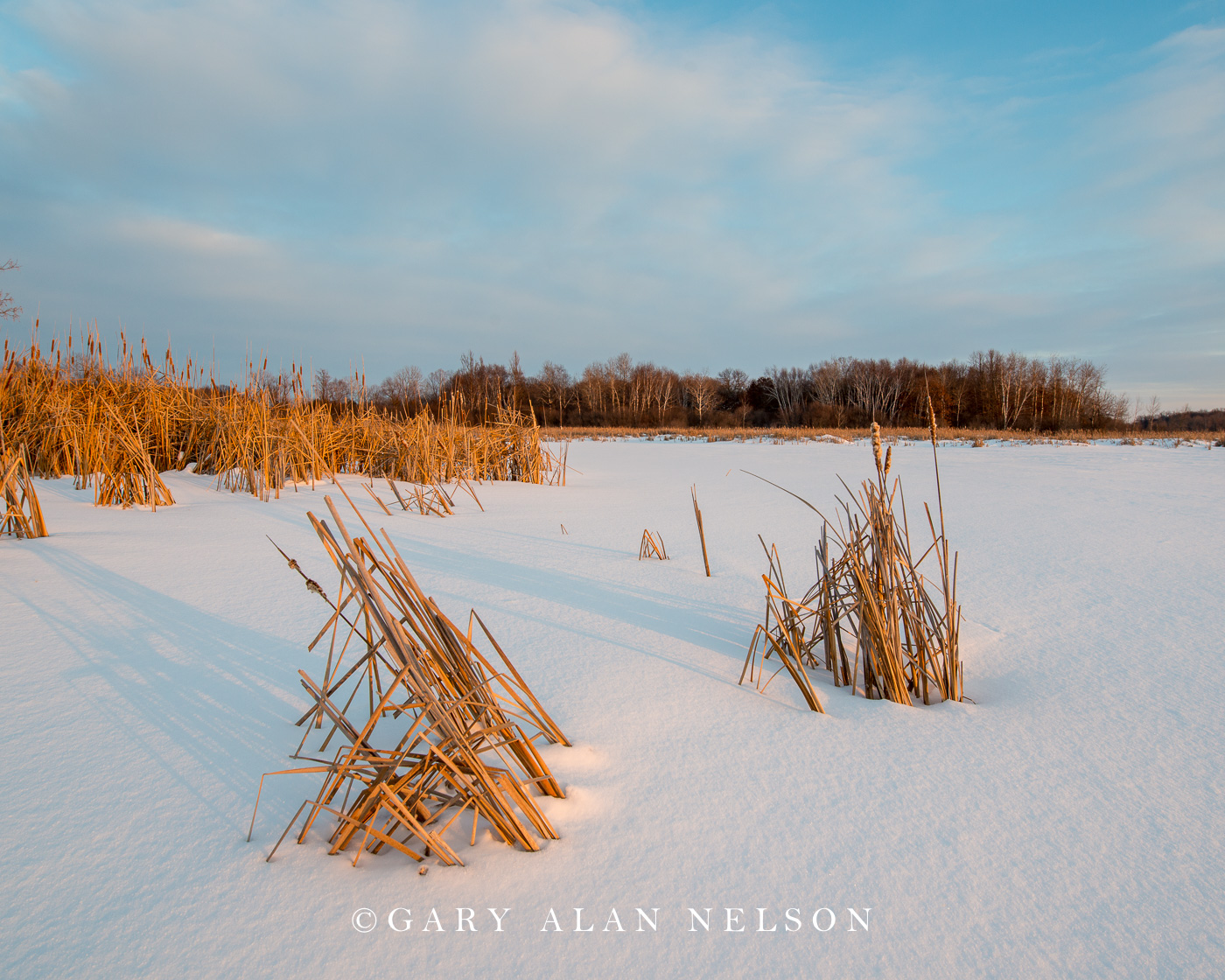 Cattails and Snow, Carlos Avery Wildlife Area, Minnesota