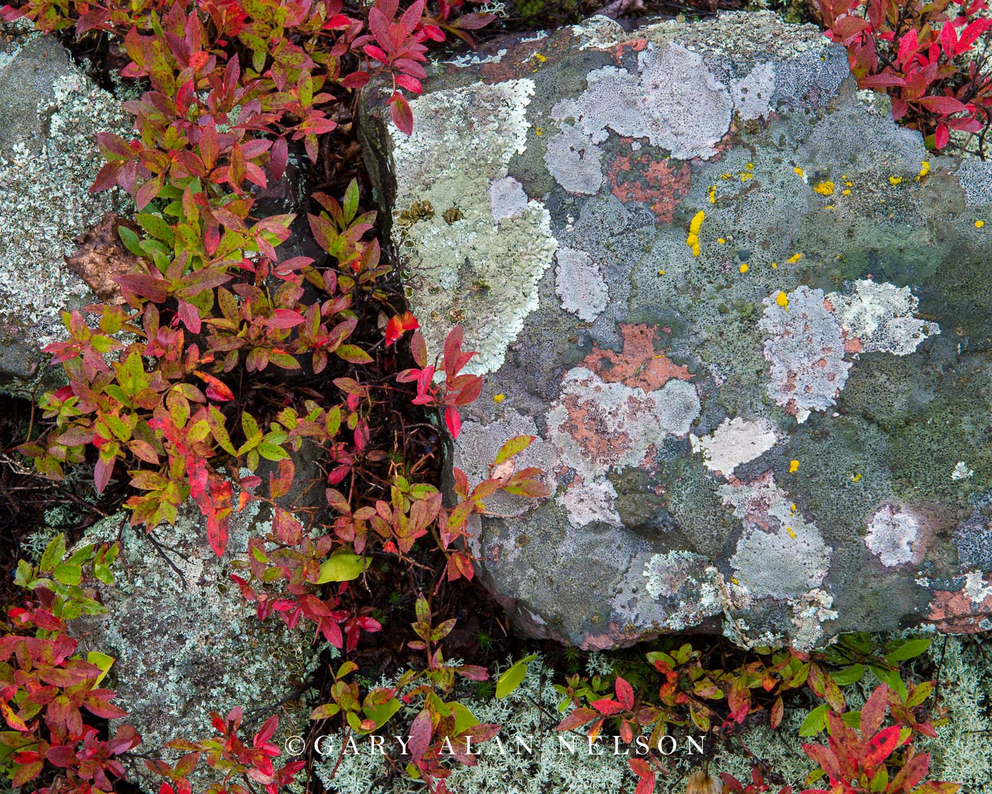 Autumn colors, blueberry, reindeer moss, rocks, Lake Superior highlands, Minnesota
