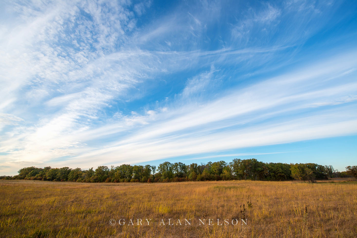 Row of trees, prairie and sky, Sherburne National Wildlife Refuge, Minnesota