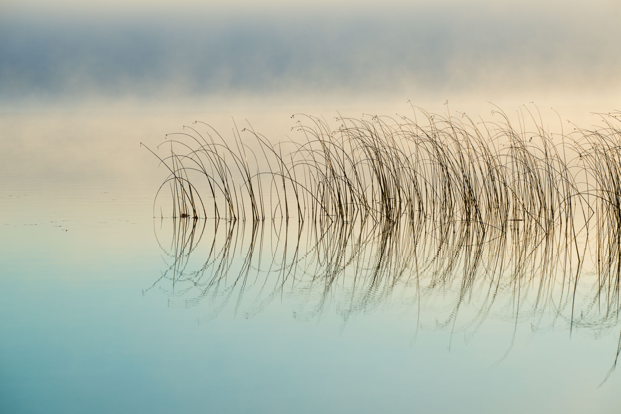 Bulrushes at dawn, Lake Mary, Douglas County, Minnesota