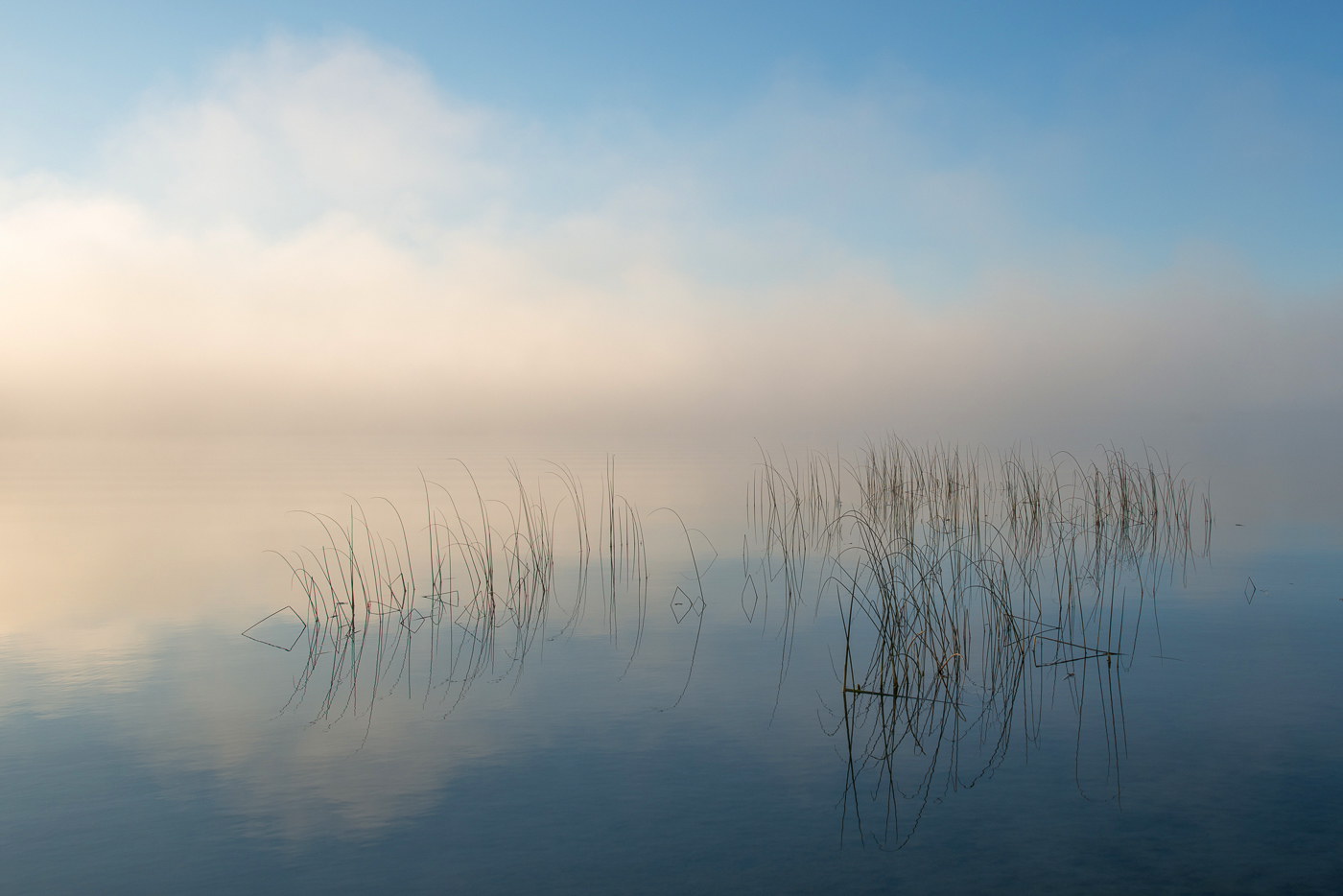 Bulrushes at dawn, Lake Mary, Douglas County, Minnesota