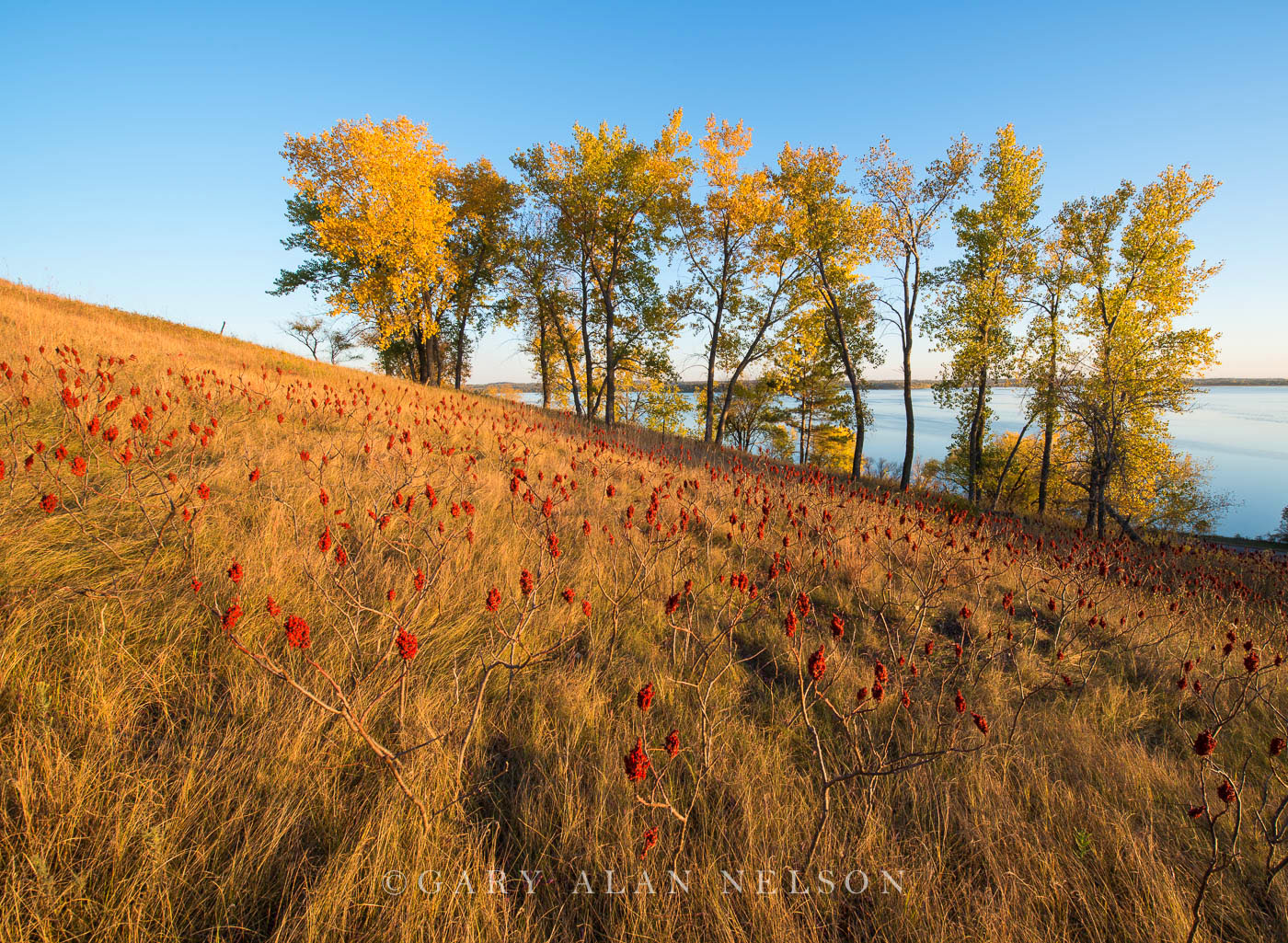 Sumac and the Seven Sisters Prairie on the shore of Lake Christina, Otter Tail County, Minnesota