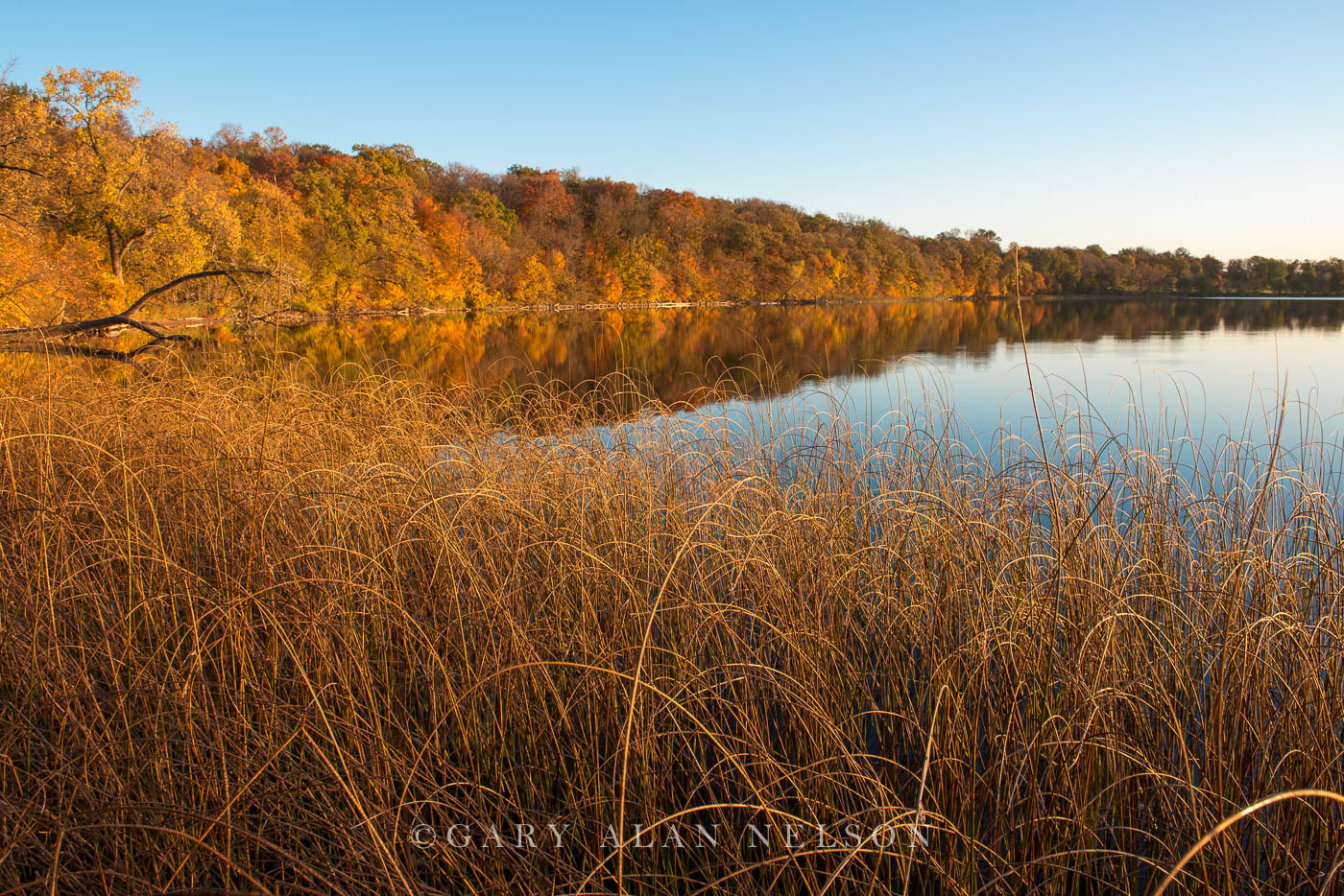 Bulrushes and autumn foilage along the shore of Round Lake, Douglas County, Minnesota