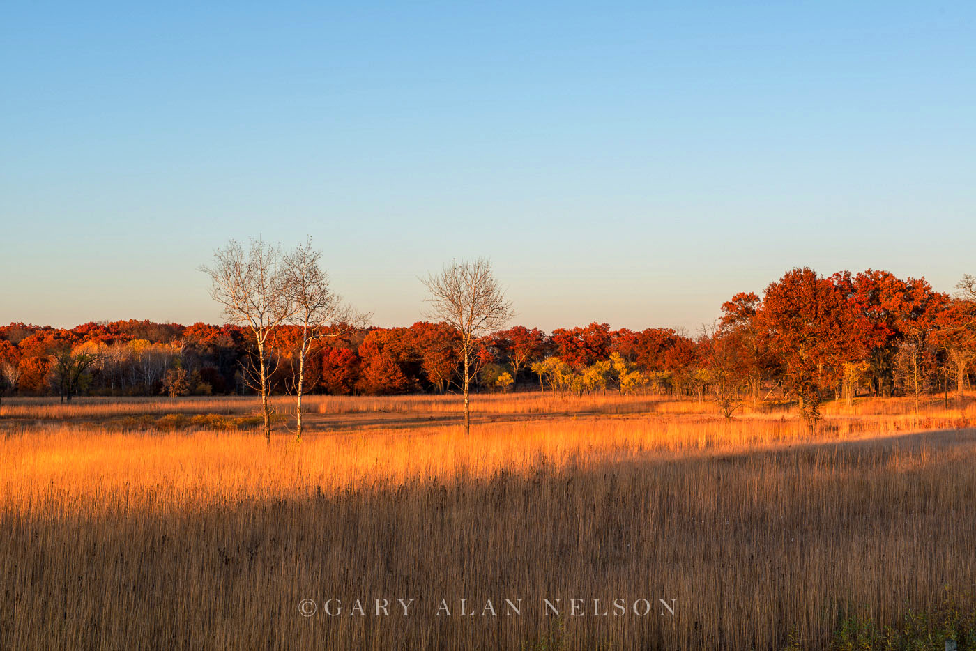 Oak and birch trees and prairie, Cedar Creek Natural Area, Minnesota