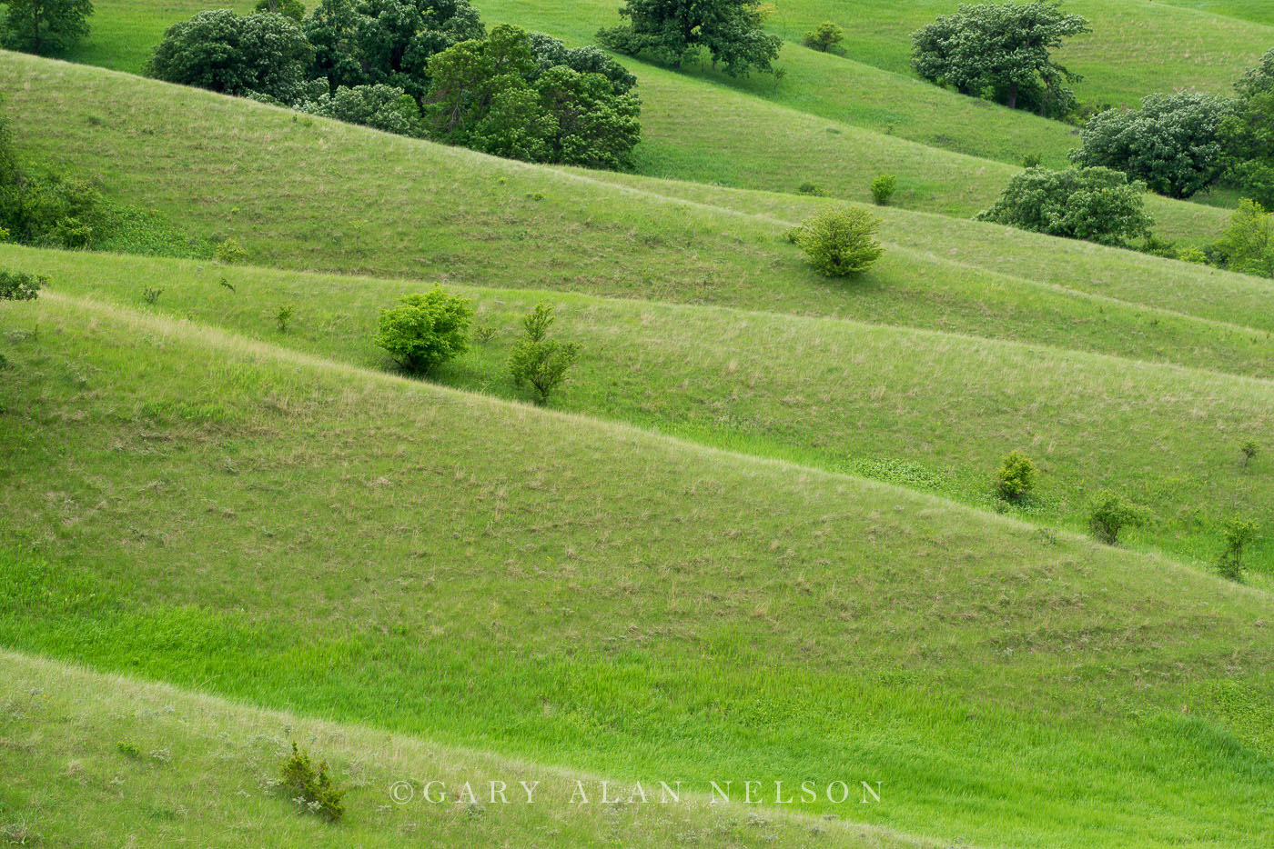 Rolling prairie and trees, Hole-In-The-Mountain Prairie, The Nature Conservancy, Western Minnesota