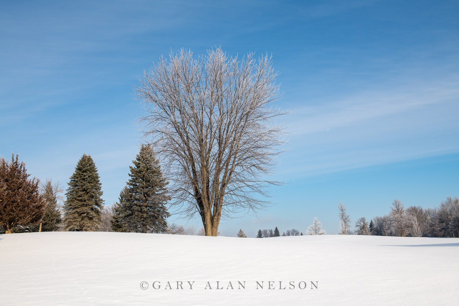 Fresh snow and rime ice in woods, Chisago County, Minnesota