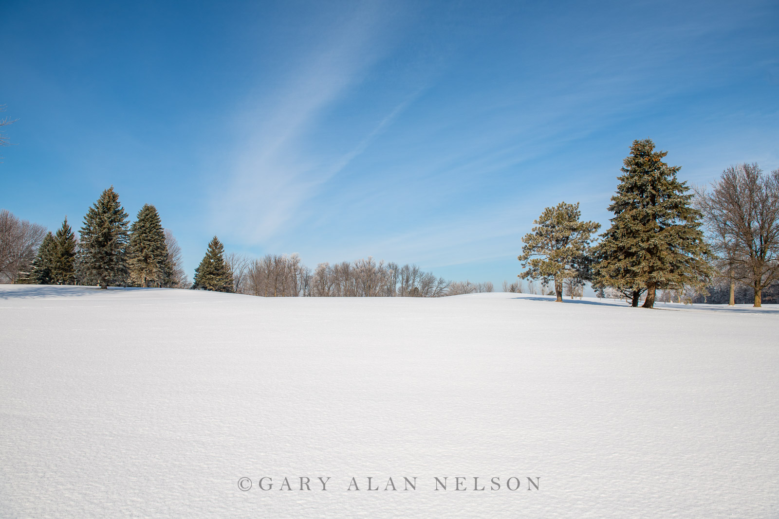 Fresh snow and rime ice in woods, Chisago County, Minnesota