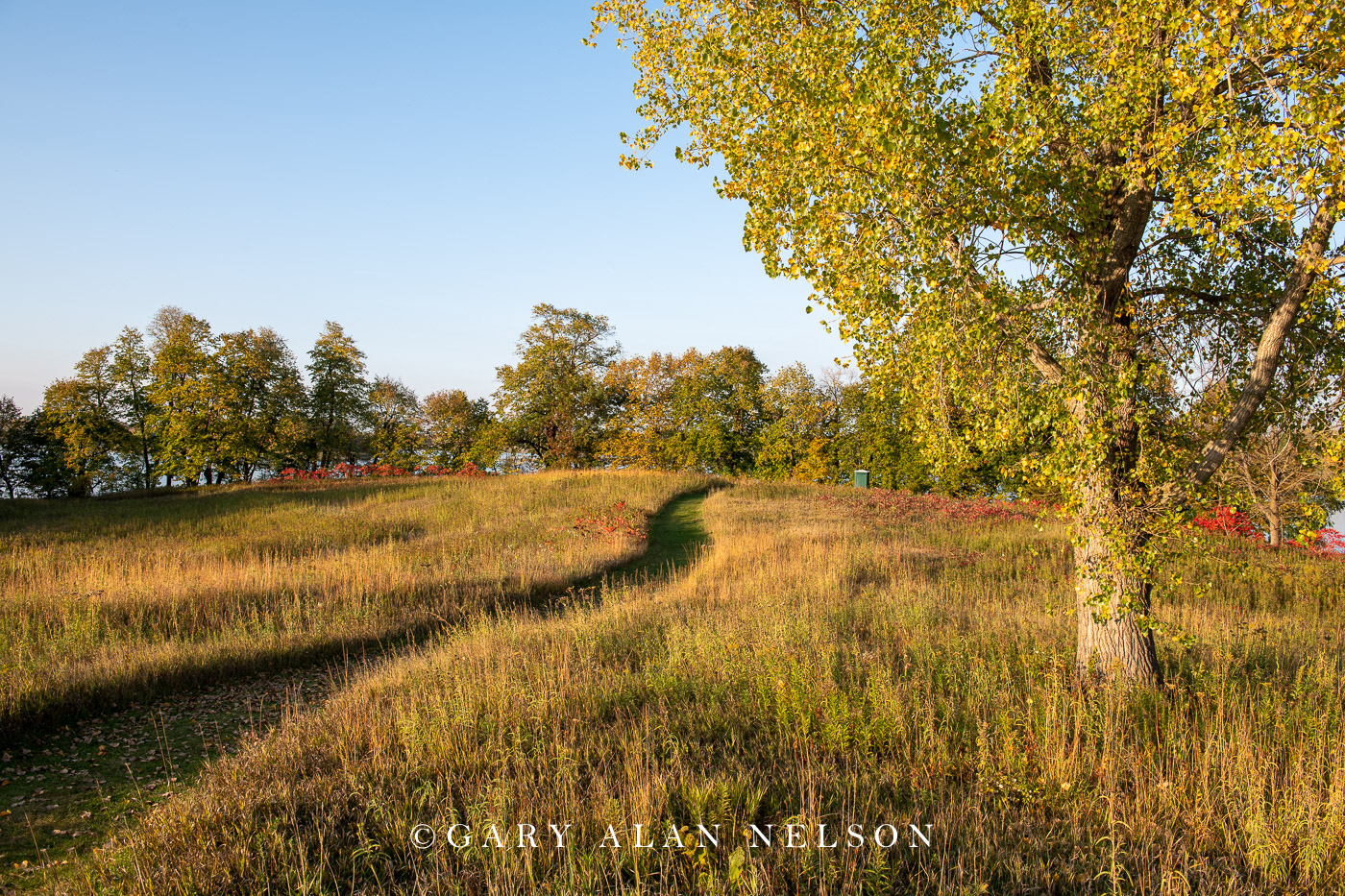 Path and prairie grass at Allemansratt Park, Lindstrom, MN MN21212