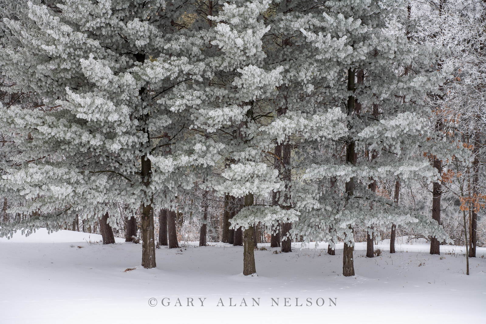 Thick rime ice in the woods, Central Minnesota