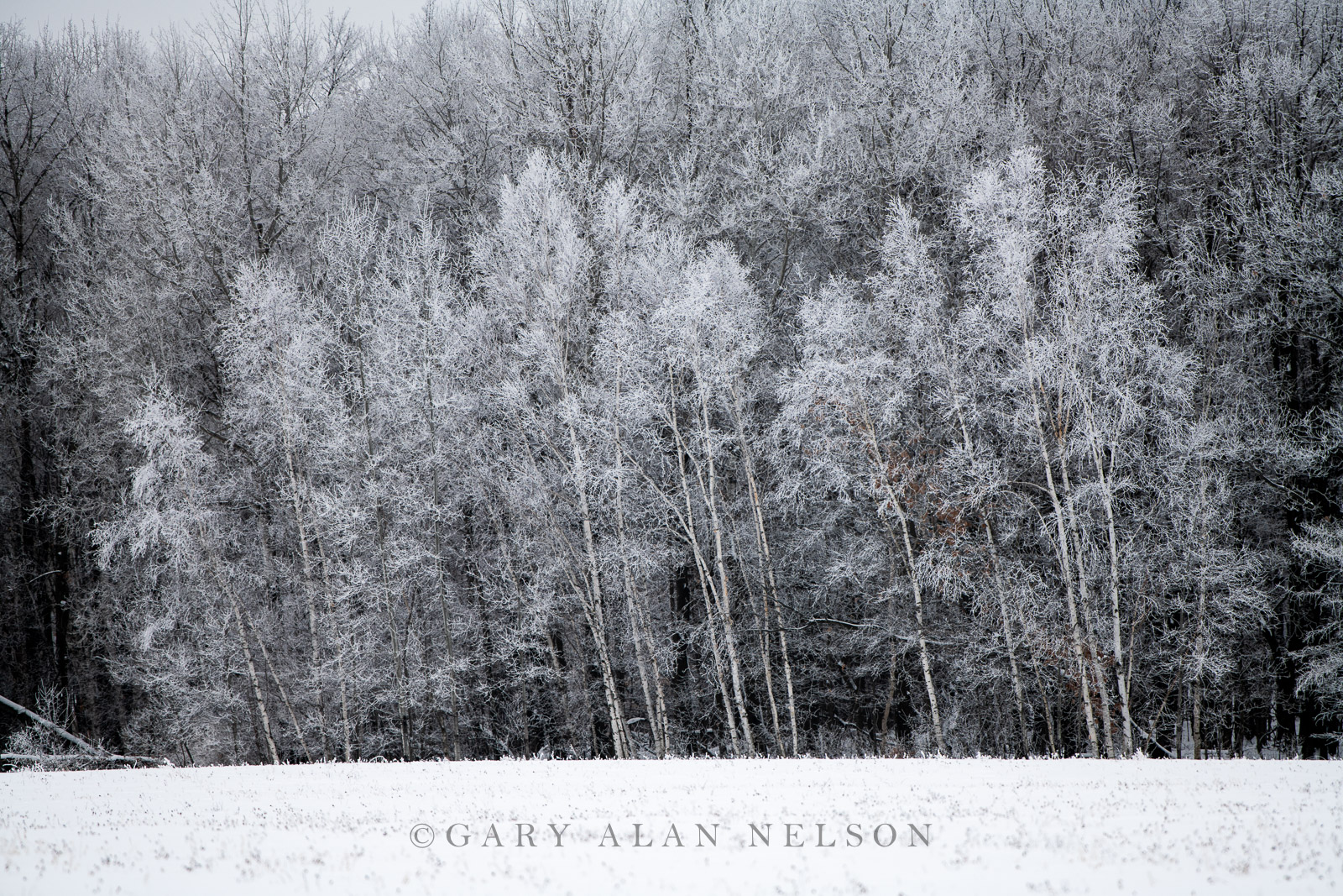 Rime ice in the woods, Carlos Avery Wildlife Management Area, Minnesota
