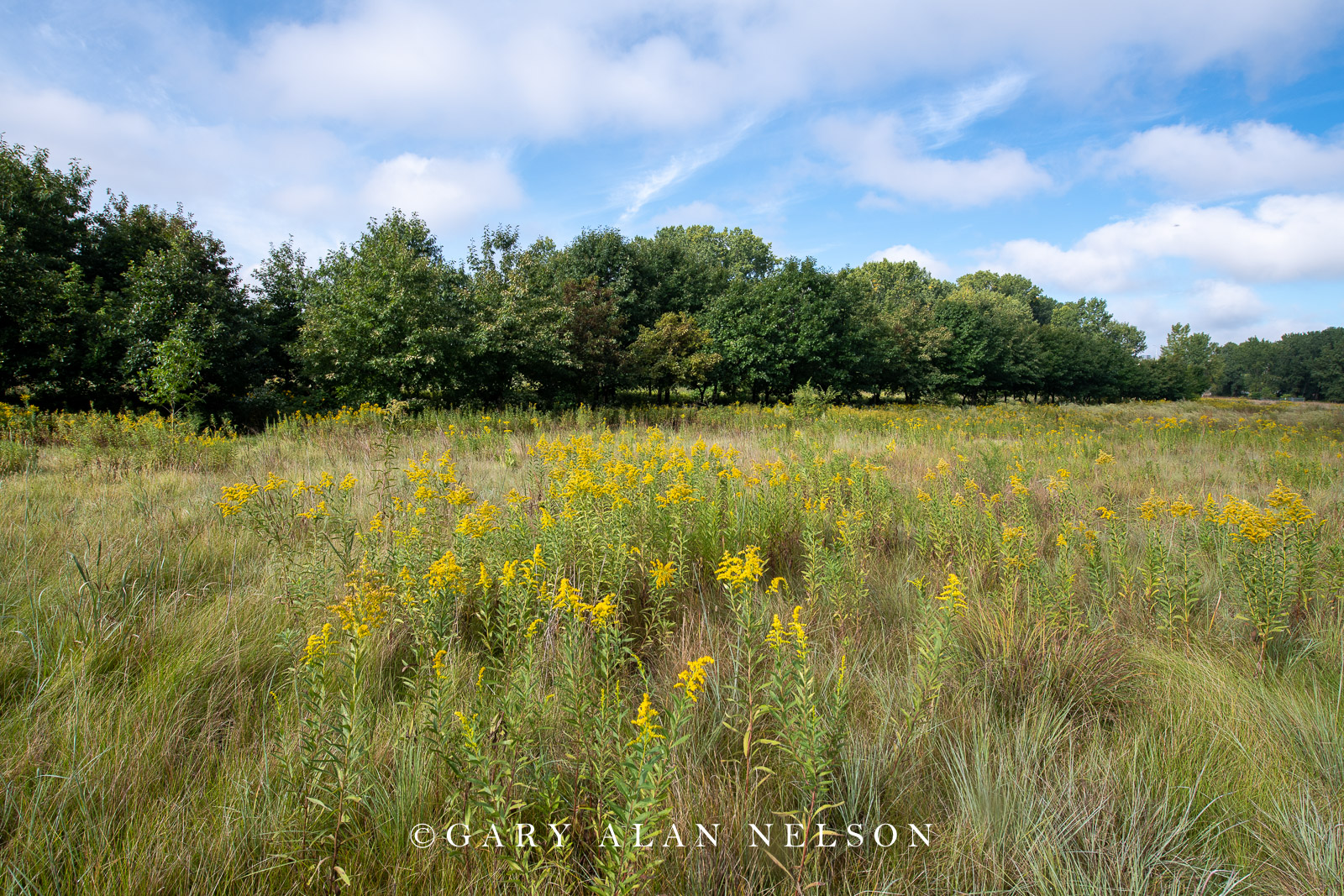 Prairie grasses and goldenrod on the Bruce Vento Nature Sanctuary, St. Paul, Minnesota